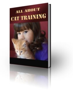 All About Cat Training