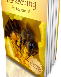 Beekeeping for Beginners