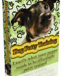 Dog Potty Training