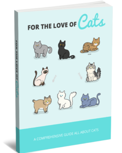 For The Love Of Cats