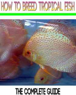 How To Breed Tropical Fish