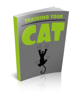 Training Your Cat