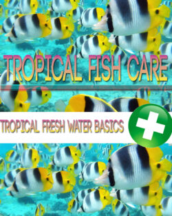 Tropical Fish Care