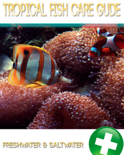 Tropical Fish Care Guide